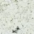 biele
